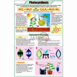 Photosynthesis Chart